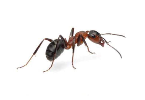 Ameisenbekämpfung Kammerjäger Schädlingsbekämpfung