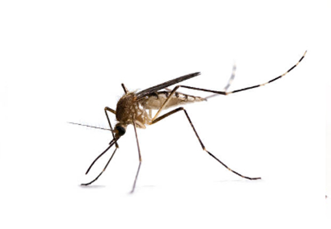 Mückenbekämpfung Kammerjäger Schädlingsbekämpfung